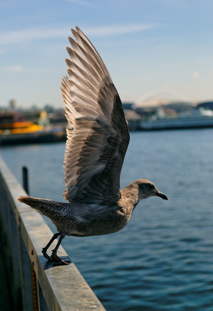 Seattle - Waterfront - Mouette locale :-)